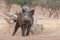 Wild boar Sus scrofa