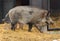 Wild boar Sus scrofa, also known as wild swine, Eurasian wild pig, or simply wild pig, with piglets