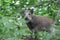 Wild Boar Sus scrofa deep in the forest undergrowth.