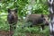 Wild Boar Sus scrofa deep in the forest undergrowth.