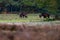 Wild boar sus scrofa foraging in forest meadow.