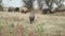 Wild boar Sus scrofa is heading the herd of Feral pigs boar-pig hybrid in an autumn meadow next to the delta Danube river