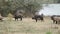 Wild boar Sus scrofa is heading the herd of Feral pigs boar-pig hybrid in an autumn meadow next to the delta Danube river