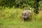 Wild boar Sus scrofa the male came out of the roses