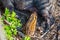 Wild Boar Sus scrofa Piglet nursing from his mother