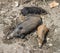 Wild Boar Sus scrofa Piglets