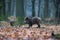 Wild boar sus scrofa in winter deciduous forest.