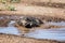 Wild boar taking a mud bath