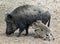 Wild boar and two piglets