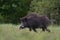 Wild boar walking