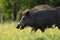 Wild boar walking