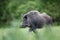 Wild boar walking on meadow