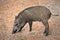 Wild boar is walking in the natural atmosphere.