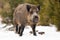 Wild boar walking on snowy field in wintertime nature