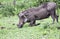 Wild boar warthog eats grass on his knees