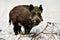 Wild boar in winter snowly forest