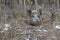 Wild boar in the woods in Germany.