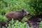 Wild boar young animal looking for food in the forest