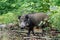 Wild boar young animal looking for food in the forest