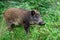 Wild boar young animal looking for food in the forest