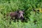 Wild boar young animals looking for food in the forest