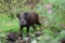 Wild boar young animals looking for food in the forest