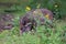 Wild boar young animals looking for food on the forest meadow