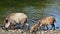 Wild boar with youngsters. Animal in the forest.