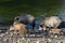 Wild boar with youngsters. Animal in the forest.