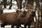 Wild boar youngsters in winter