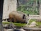 wild boar at zoo Targu Mures