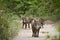 Wild boars in Bardia nationak park, Nepal