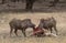 Wild Boars on a Deer Kill in Ranthambhore National Park