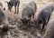 Wild boars dig a nose in the mud.
