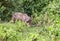 Wild boars eating