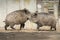 Wild boars fight also known as the wild swine
