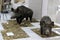 Wild boars, museum exhibit