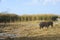 Wild boars roaming in a wetland inside coastal nature reserve