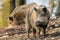 Wild Boars sus scrofa scrofa in the wood