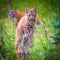 Wild Bobcat Kittens