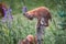 Wild Bobcat Kittens