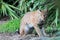 Wild Bobcat (Lynx rufus)