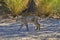 Wild bobcat strolls path at Sweetwater Wetlands