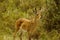 Wild Bohor reedbuck