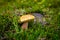 Wild Bolete Mushroom growing in green Moss