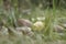 Wild boletus edulis mushrooms growing on the grass