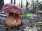 Wild boletus mushroom in the forest.