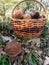 Wild boletus mushrooms growing and collected in the forest