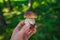 Wild Boletus Porcini mushroom freshly harvested in forest with shallow depth of field and blurry natural background