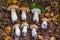 Wild Boletus Porcini mushrooms freshly harvested in forest with natural background surrounding.